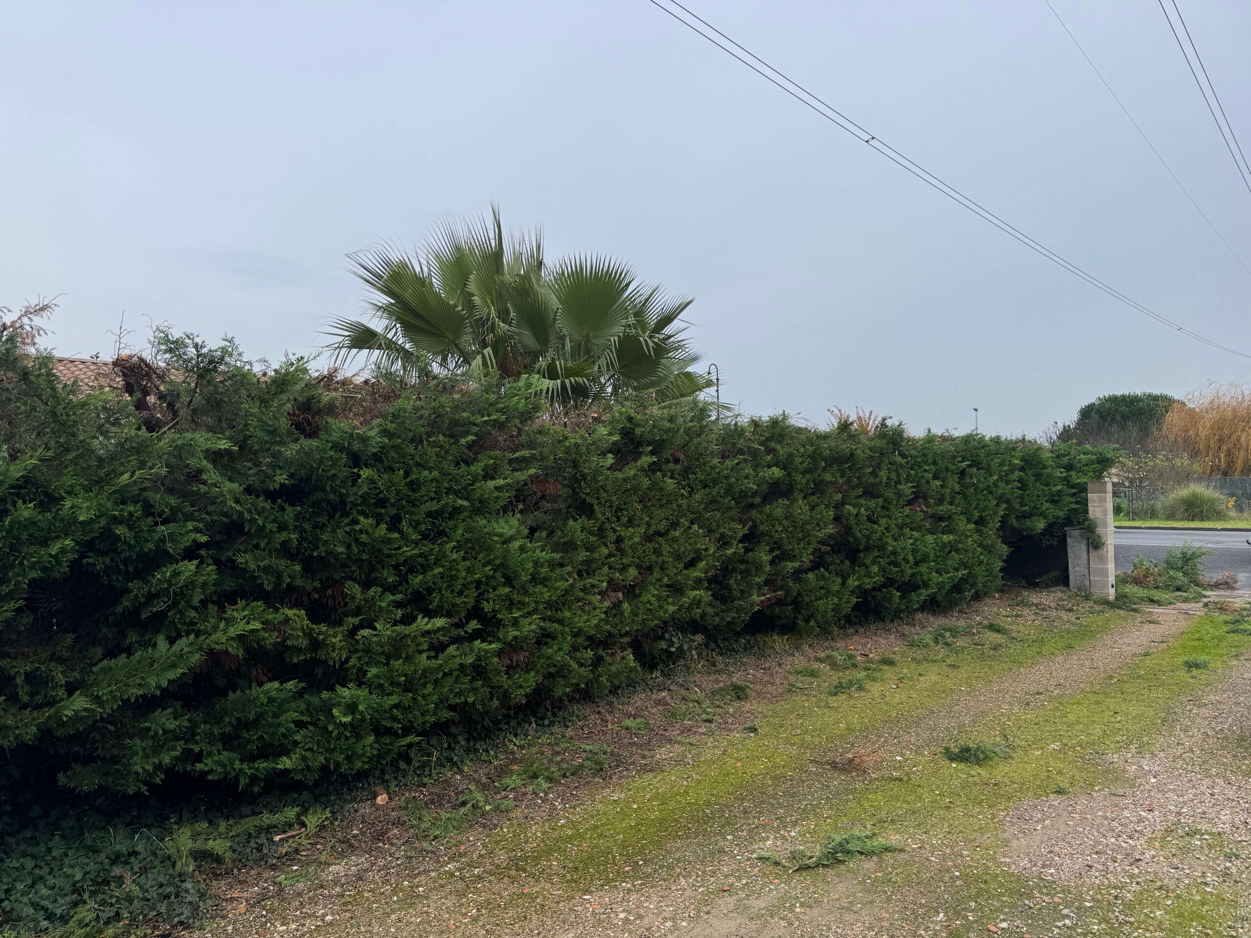 Plantation et entretien