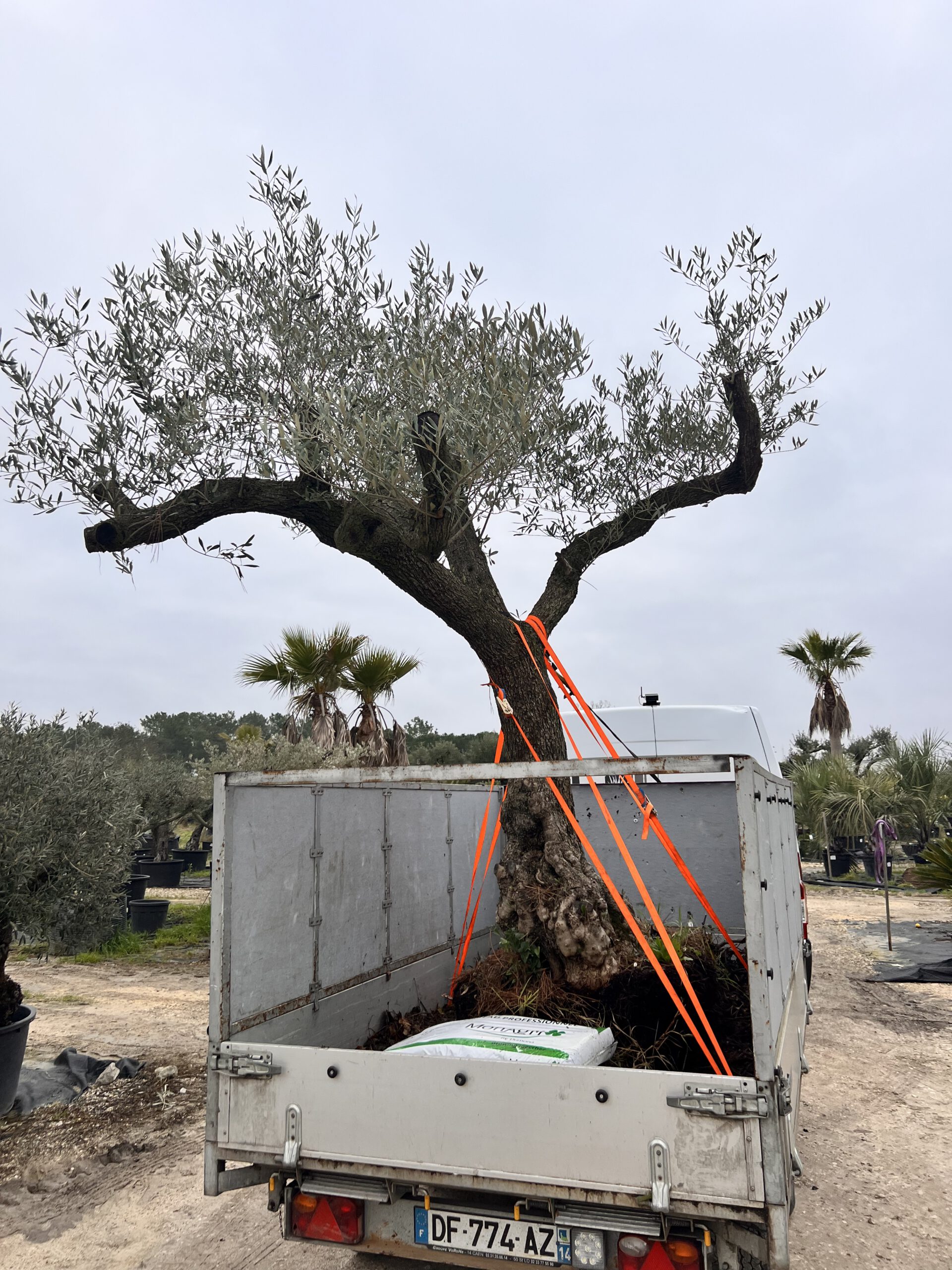Plantation olivier/arbre