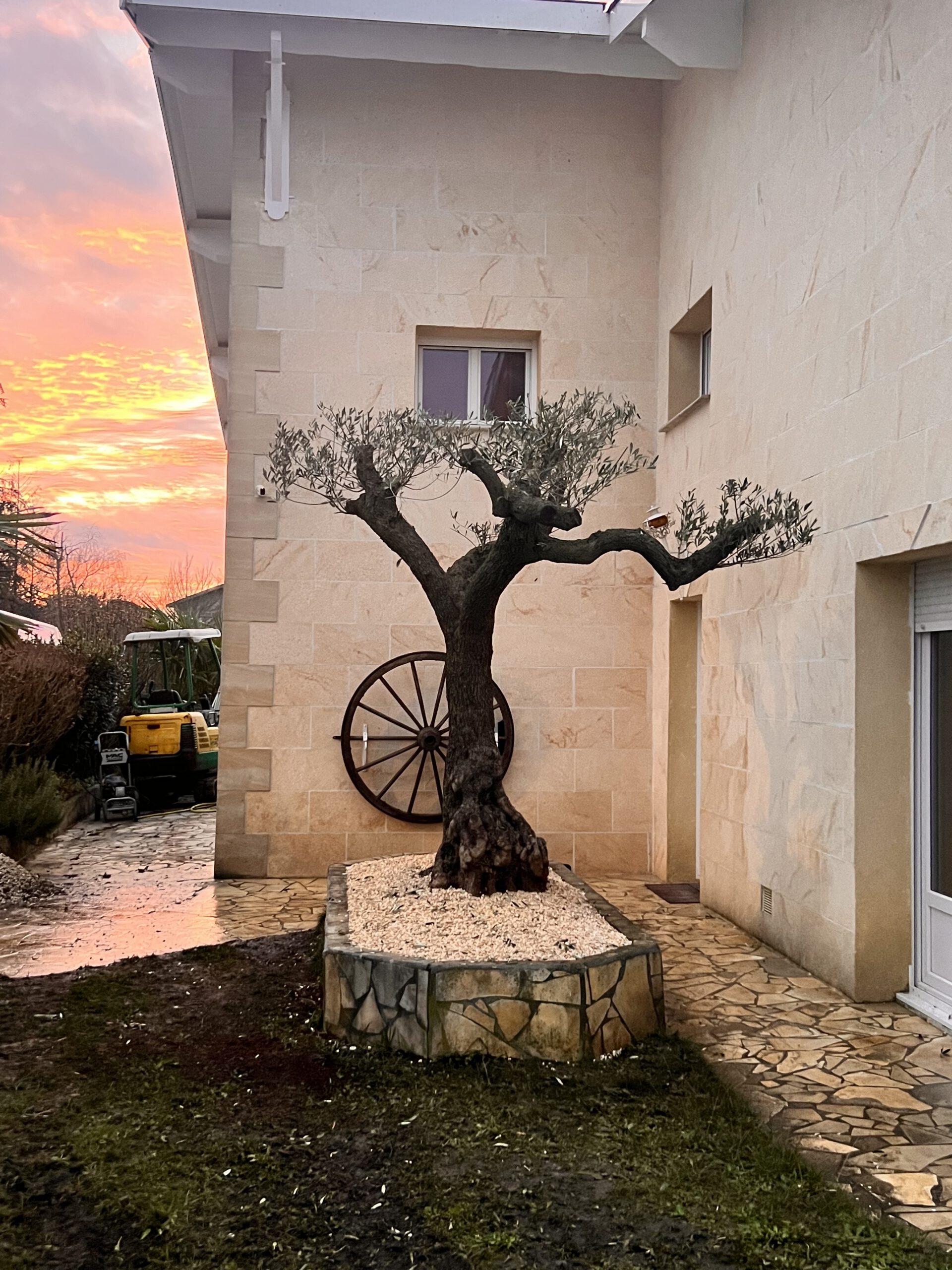 Plantation olivier/arbre