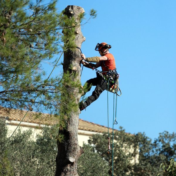 Élagage-arbre-nacelle